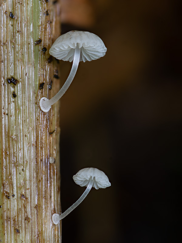 Mycena bulbosa